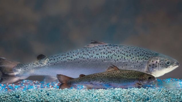 Des poissons modifiés génétiquement par la compagnie AquaBounty Technologies Des poissons modifiés génétiquement par la compagnie AquaBounty Technologies