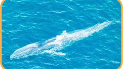 Le rorqual boréal fréquente les eaux profondes. On le trouve dans tous les océans du monde, mais il est inégalement réparti. Au Canada, la population du Pacifique est protégée en vertu de la Loi sur les espèces en péril. Le rorqual boréal fréquente les eaux profondes. On le trouve dans tous les océans du monde, mais il est inégalement réparti. Au Canada, la population du Pacifique est protégée en vertu de la Loi sur les espèces en péril.