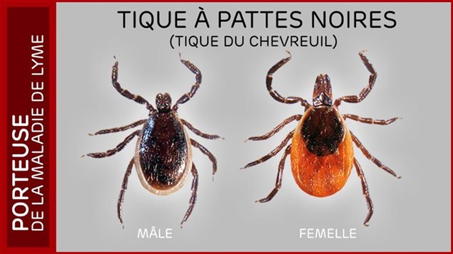 Des cas de maladies émergentes transmises par les tiques Des cas de maladies émergentes transmises par les tiques