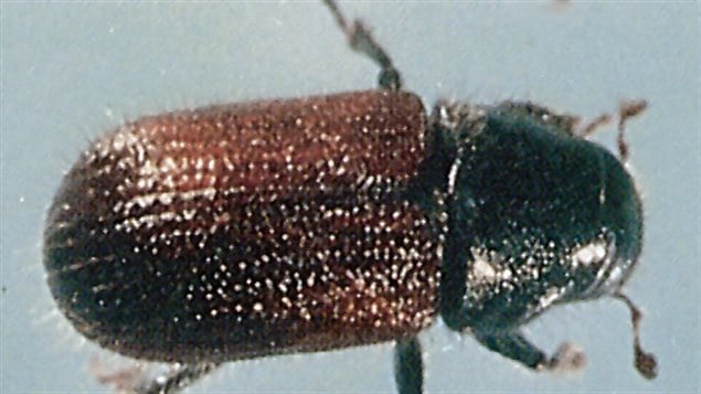 Le dendroctone de l'épinette. Le dendroctone de l'épinette.
