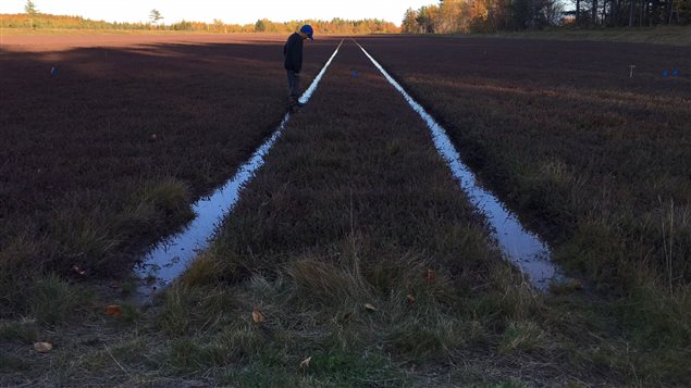 La récolte est pour bientôt à la ferme Les jardins de la prairie. La récolte est pour bientôt à la ferme Les jardins de la prairie.