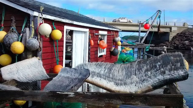 Le fanon du rorqual boréal rapporté par David Boyd à Terre-Neuve. Il s'agit des lames cornées qui garnissent la bouche de ce type de baleine. Le fanon du rorqual boréal rapporté par David Boyd à Terre-Neuve. Il s'agit des lames cornées qui garnissent la bouche de ce type de baleine.