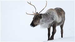 Protection de la biodiversité : «&nbsp;le Canada et le Québec sont en retard&nbsp;»