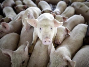 Porcs Porcs