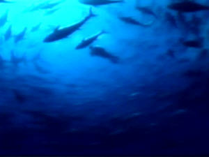 Poissons Poissons