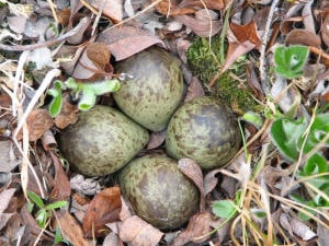 oiseau-oeufs oiseau-oeufs