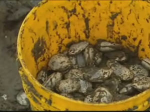 Mollusques Mollusques