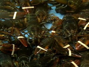 Homards Homards