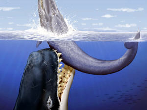 Leviathan melvillei Leviathan melvillei