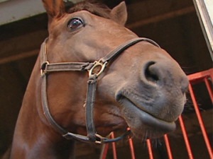 Cheval Cheval