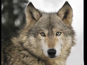 Loup gris Loup gris