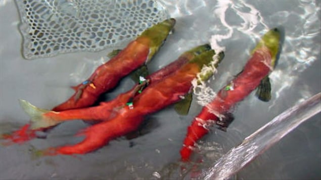 Saumons Sockeye Saumons Sockeye