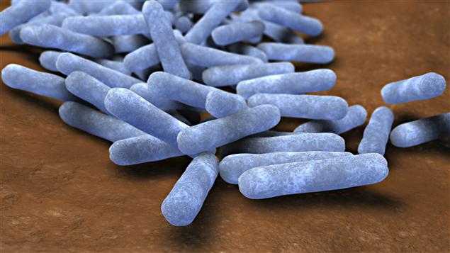 Bactéries intestinales Bactéries intestinales