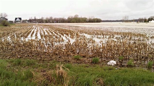 Des agriculteurs de la Montérégie craignent des pertes considérables cette année, en raison des inondations. Des agriculteurs de la Montérégie craignent des pertes considérables cette année, en raison des inondations.