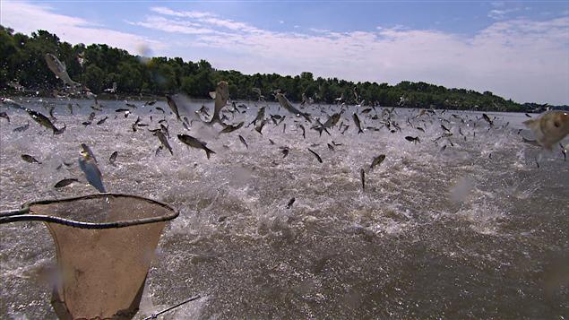Des dizaines de carpes bondissent hors de l'eau dans une rivière américaine sous l'effet d'un courant électrique induit dans l'eau par des biologistes. Des dizaines de carpes bondissent hors de l'eau dans une rivière américaine sous l'effet d'un courant électrique induit dans l'eau par des biologistes.