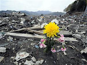 Une fleur au milieu des décombres laissés par le tsunami à Otsuchi, au Japon Une fleur au milieu des décombres laissés par le tsunami à Otsuchi, au Japon
