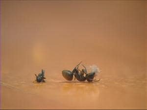 Fourmis charpentières Fourmis charpentières