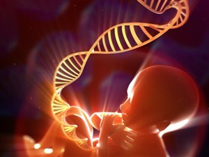 Un foetus Un foetus