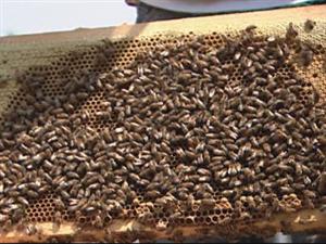 Abeilles Abeilles
