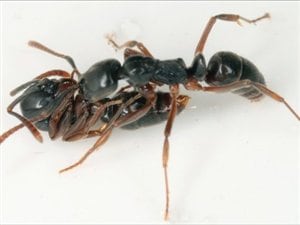 Pachycondyla chinensis Pachycondyla chinensis