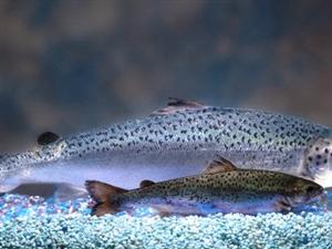 Comparaison d'un saumon génétiquement modifié et d'un saumon de l'Atlantique du même âge. Comparaison d'un saumon génétiquement modifié et d'un saumon de l'Atlantique du même âge.