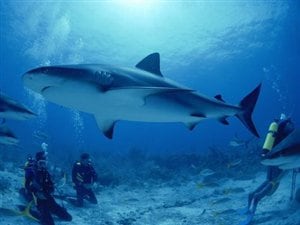 Nager avec les requins en Afrique Nager avec les requins en Afrique