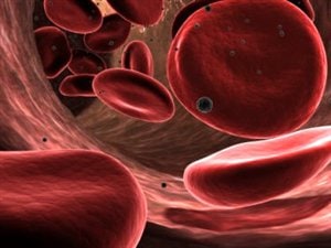 Une représentation de globules rouges dans un vaisseau sanguin Une représentation de globules rouges dans un vaisseau sanguin