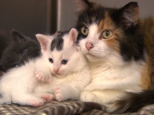 Une chatte et son chaton Une chatte et son chaton