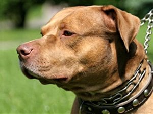 Un pitbull Un pitbull