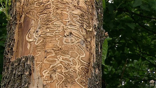 Des galeries creusées par les larves de l'agrile du frêne sous l'écorce d'un arbre infesté (archives). Des galeries creusées par les larves de l'agrile du frêne sous l'écorce d'un arbre infesté (archives).