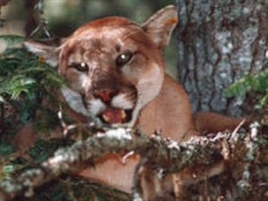 attaque de puma attaque de puma