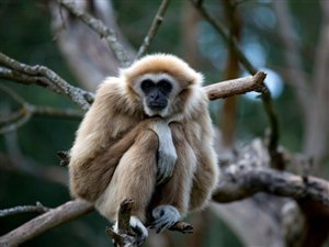 Un gibbon à mains blanches Un gibbon à mains blanches