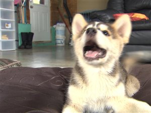 Un chien adopté par une famille québécoise grâce à l'organisme Chiots Nordiques Un chien adopté par une famille québécoise grâce à l'organisme Chiots Nordiques