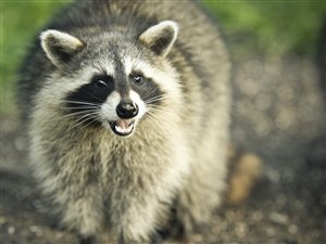 Raton-laveur Raton-laveur