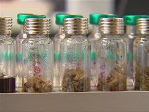 Des extraits de sapin baumier au laboratoire LASEVE Des extraits de sapin baumier au laboratoire LASEVE