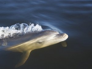 Un spécimen de dauphin Burrunan Un spécimen de dauphin Burrunan