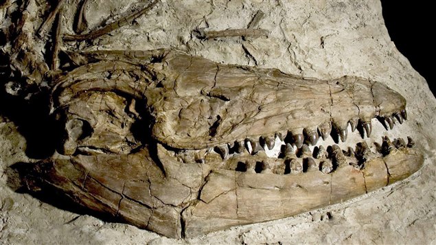 Radio Canada Cote Nord >> Des fossiles de dinosaures marins découverts à Lethbridge ... Radio Canada Cote Nord >> Des fossiles de dinosaures marins découverts à Lethbridge ...