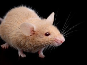 Une souris Une souris