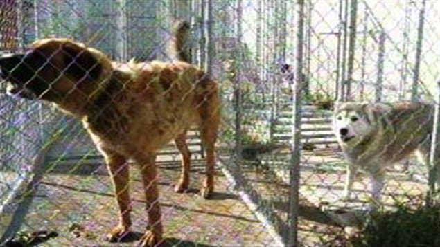 Des chiens Des chiens