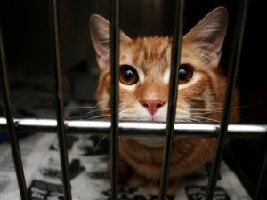 Un chat en cage Un chat en cage