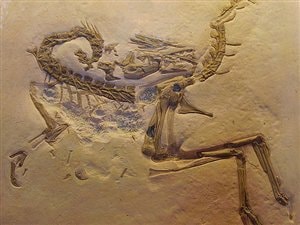Compsognathus Compsognathus