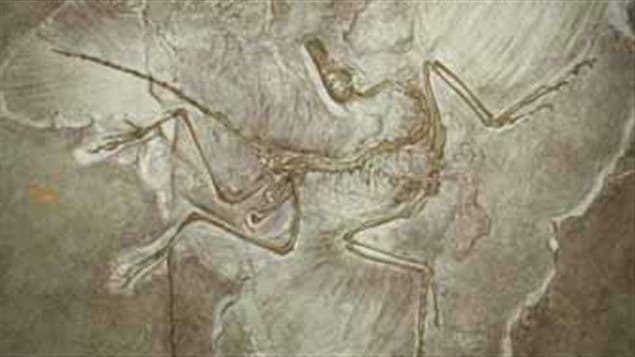 archeopteryx archeopteryx