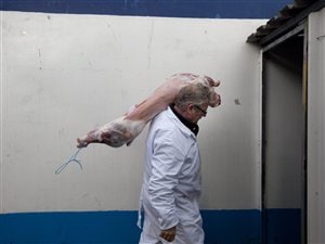 Un agneau destiné au marché halal. Un agneau destiné au marché halal.