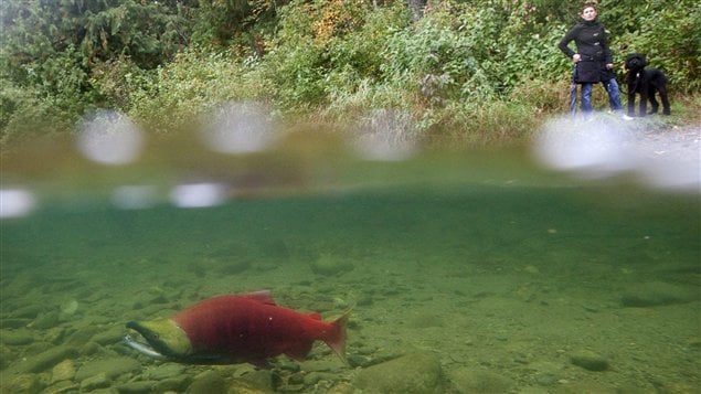 Un saumon Sockeye, dans la rivière Adams, en Colombie-Britannique. Un saumon Sockeye, dans la rivière Adams, en Colombie-Britannique.