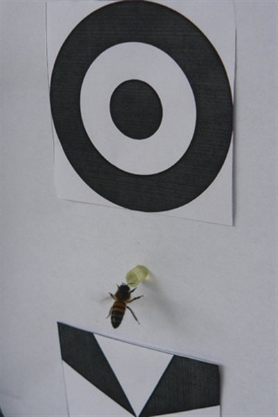 Une abeille Une abeille