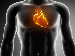 La poitrine et le coeur d'un homme La poitrine et le coeur d'un homme