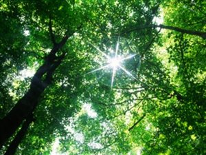 Une forêt Une forêt