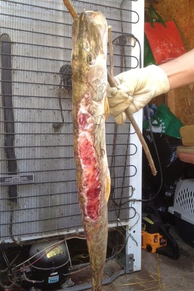 Poisson déformé pêché dans le lac Athabasca. Poisson déformé pêché dans le lac Athabasca.