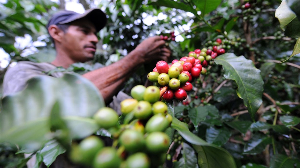 Un travailleur dans une plantation de café en Colombie. Un travailleur dans une plantation de café en Colombie.