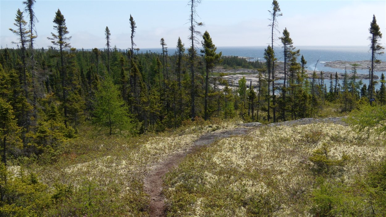 Forêt sur la Côte-Nord Forêt sur la Côte-Nord